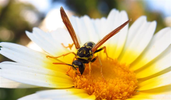 Polistes gallicus o dominula?   Polistes gallicus !